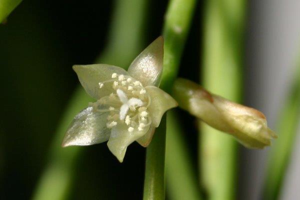 http://www.cloudjungle.com/cloudjungle/Cactaceae/Rhipsalis/Rhipsalis aff lindbergiana flower.jpg